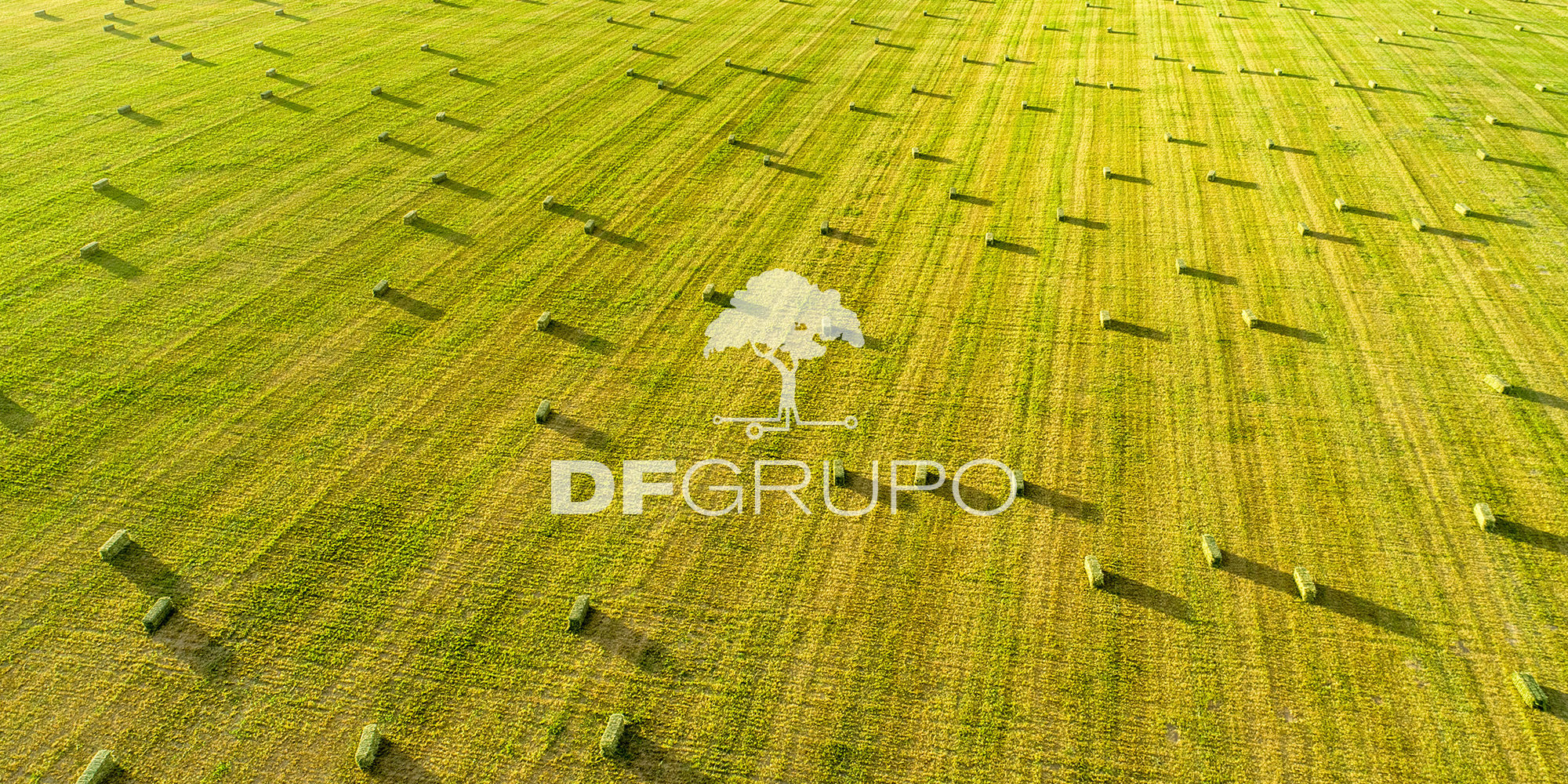 Benefits and Challenges of Alfalfa in Agriculture and Livestock | Innovation and Freeze Drying.