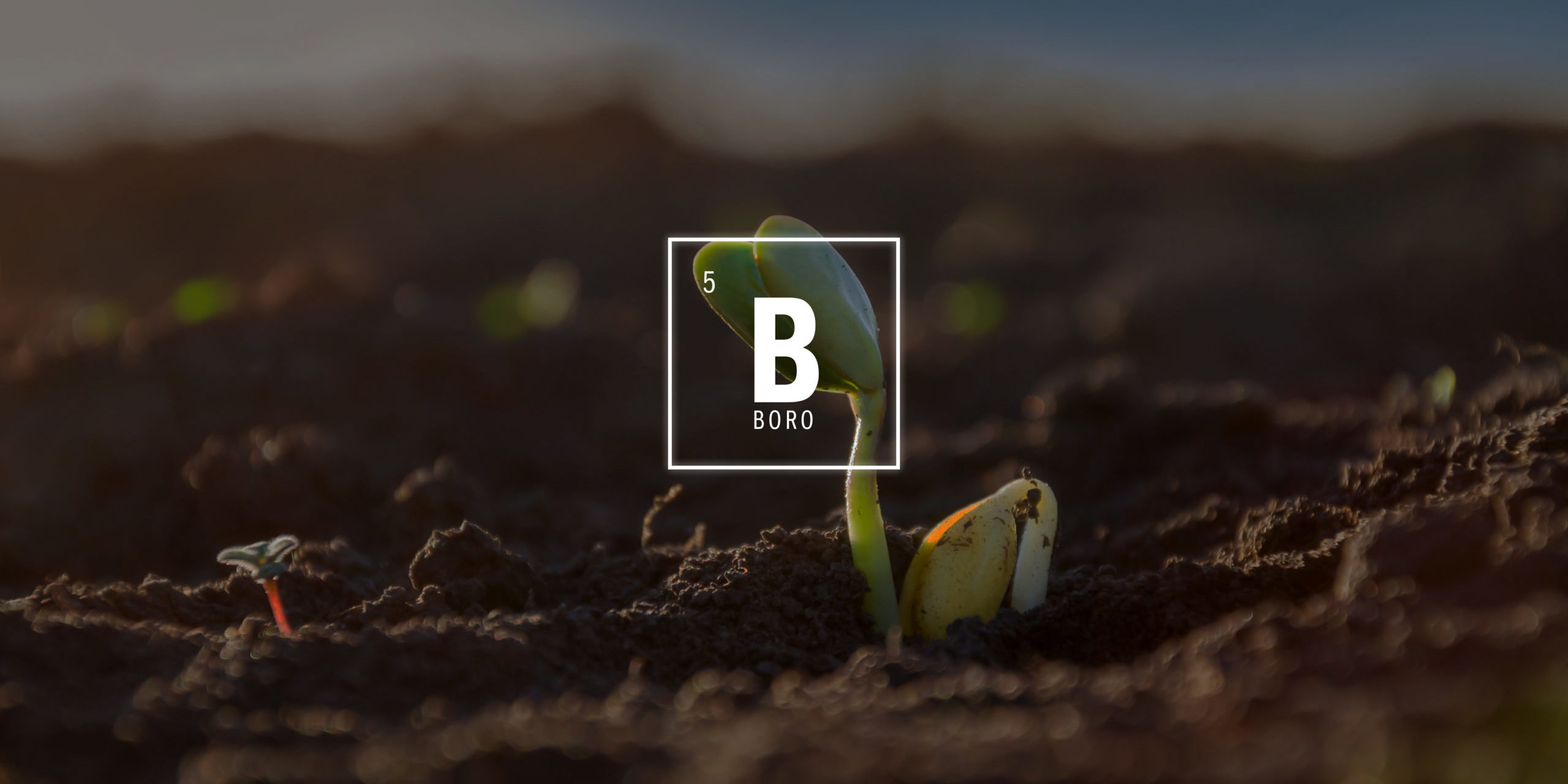 Boro, el micronutriente esencial