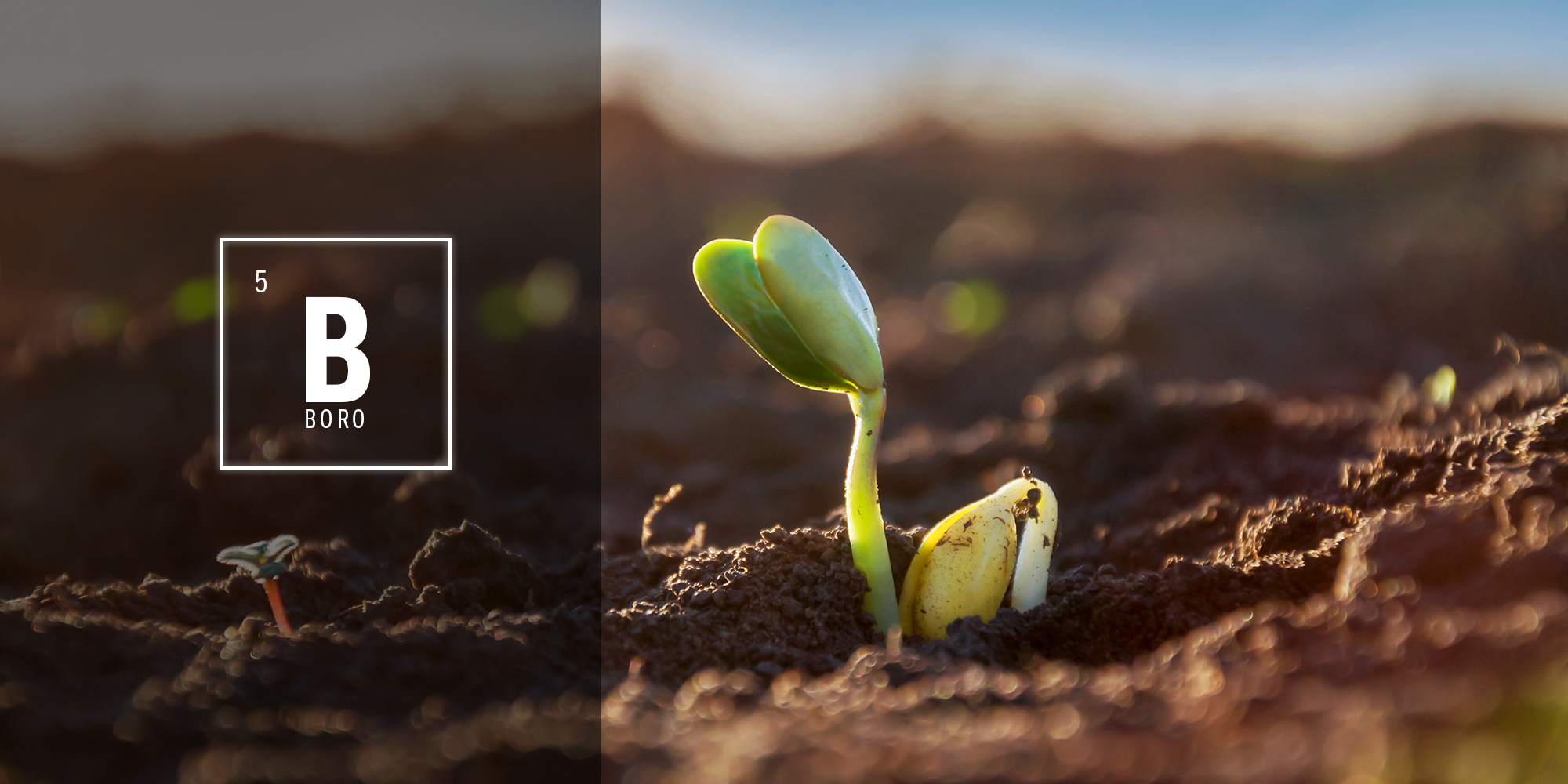 Boron in Agriculture: Benefits, Functions, and Deficiency in Crops