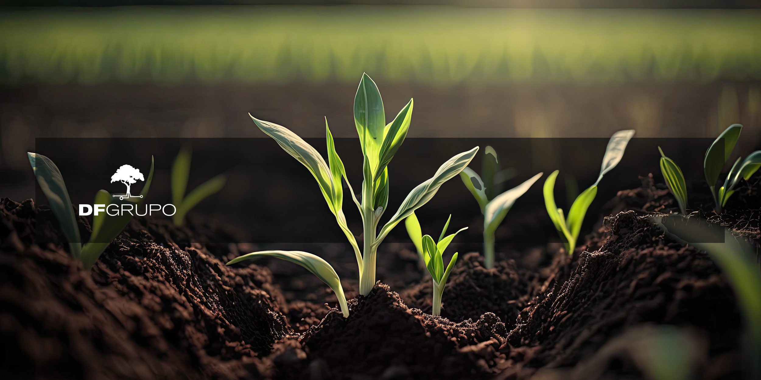 Maize Fertilisation: Types of Fertiliser and their Impact on the Crop.