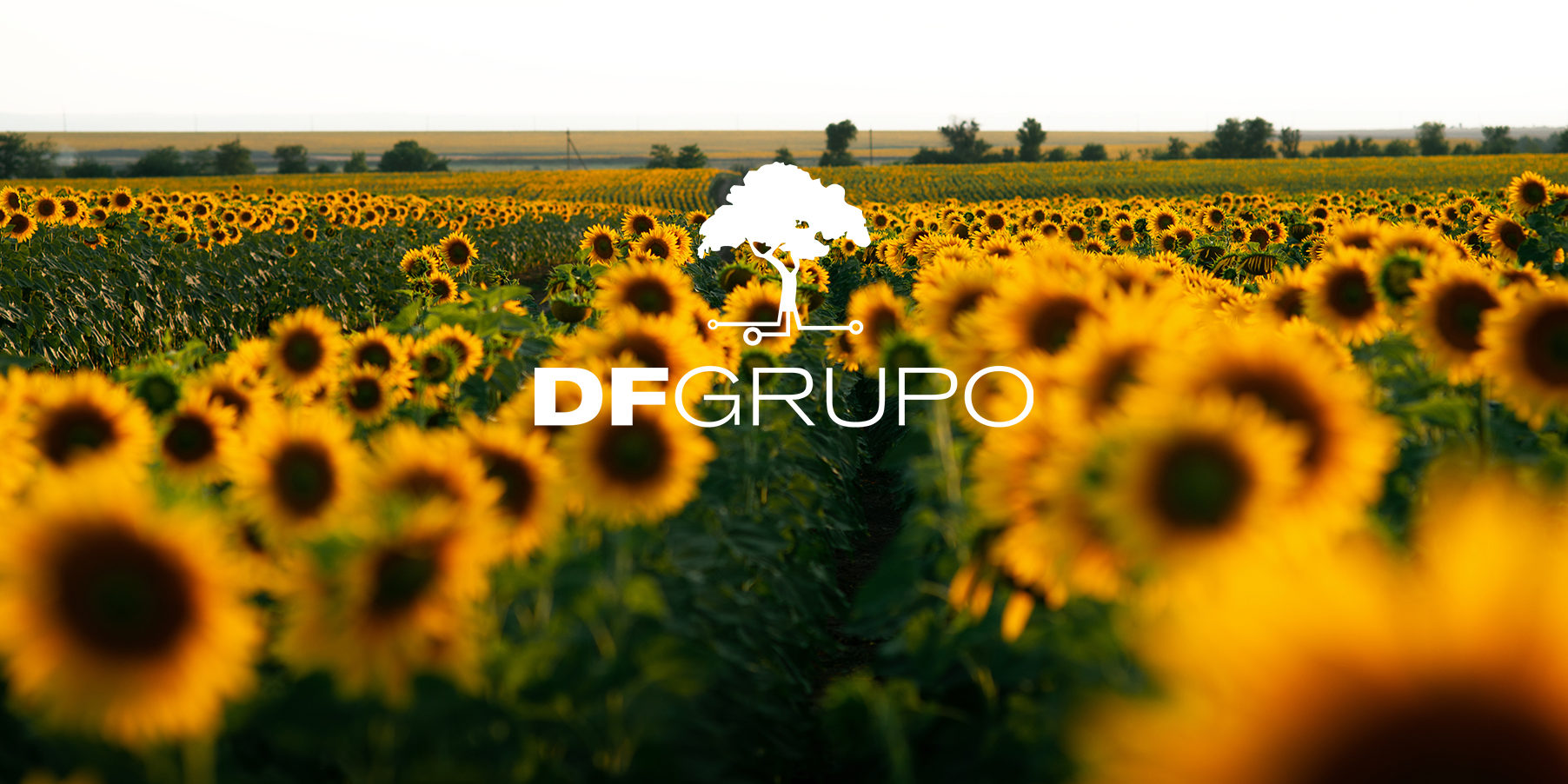 The Sunflower: Agricultural, Environmental, and Economic Benefits in Sustainable Agriculture