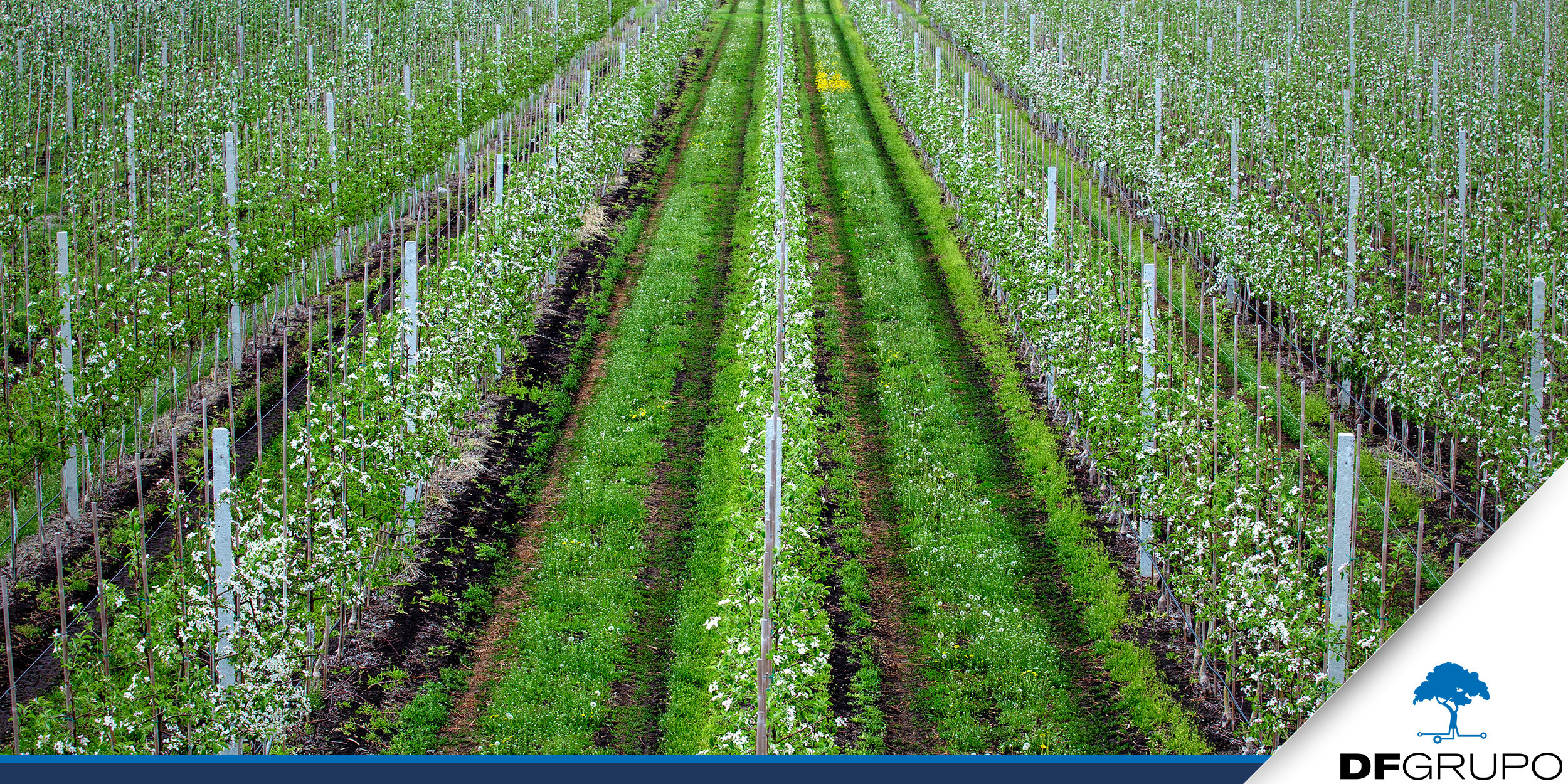 Agriculture intensive : caractéristiques, impact sur l'environnement et stratégies de réduction de l'empreinte carbone.