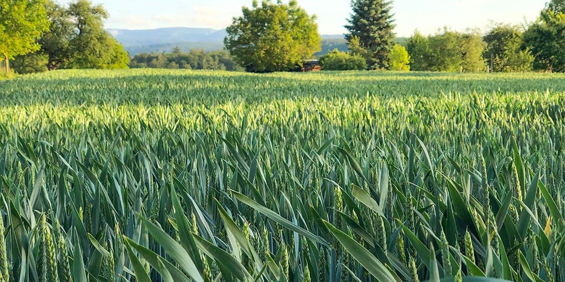 EL FUTURO DEL SECTOR AGRÍCOLA ESPAÑOL