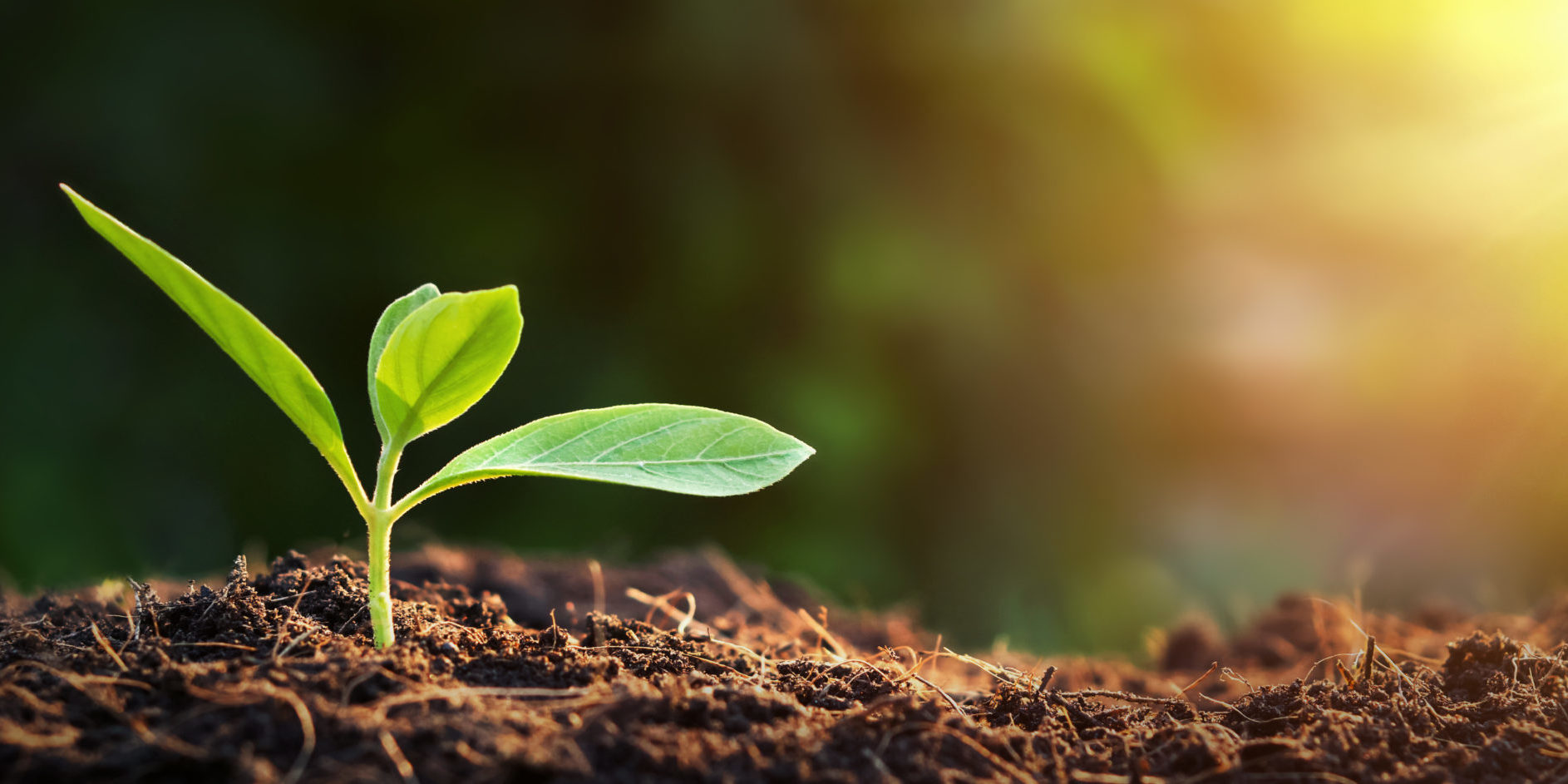 Caring for and Conserving Soil: Key to Sustainable Agriculture