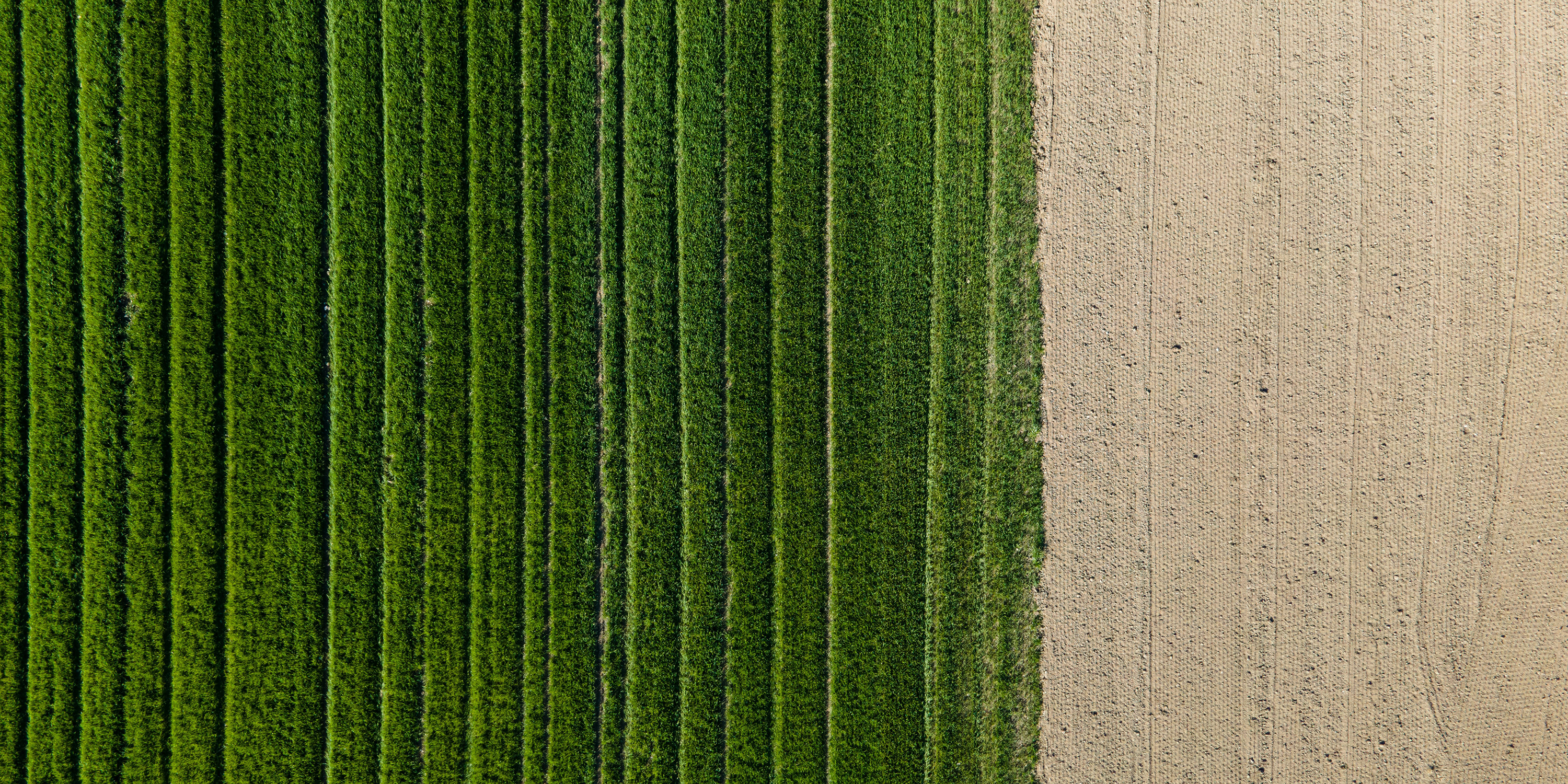 Benefits and Application of Potassium in Crops - DFGRUPO